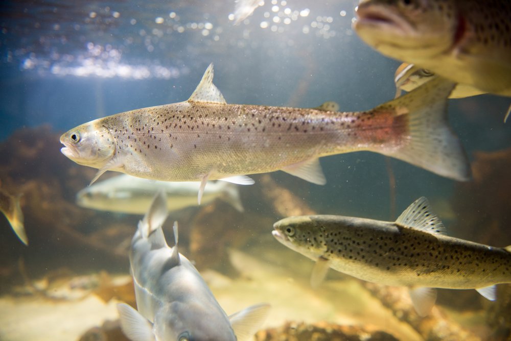 Grâce à un moteur à aimants Dyneo®, un producteur d’aliments pour poissons économise au moins 135 000 kWh par an